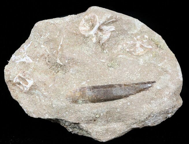 Fossil Plesiosaur (Zarafasaura) Tooth With Fish Vertebrae #56412
